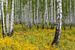 Forêt de bouleaux en Sibérie sur Daan Kloeg