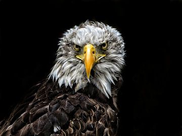 Eagle version 1 by Dirkjan Dokters