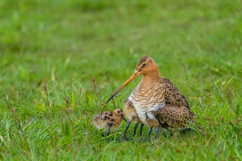 A godwit in the grass ward hear young under wings by Hans Hut