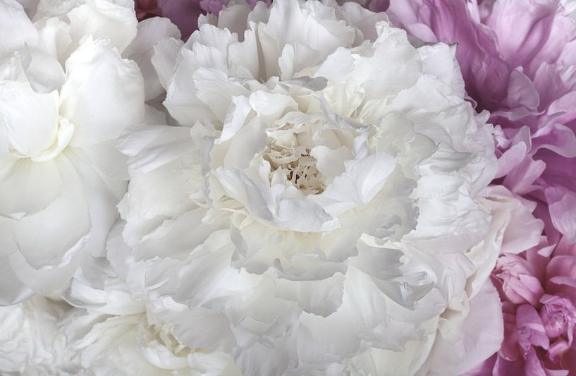 Romantic depiction of lushly blooming white and pink peonies in a vintage look by Studio17