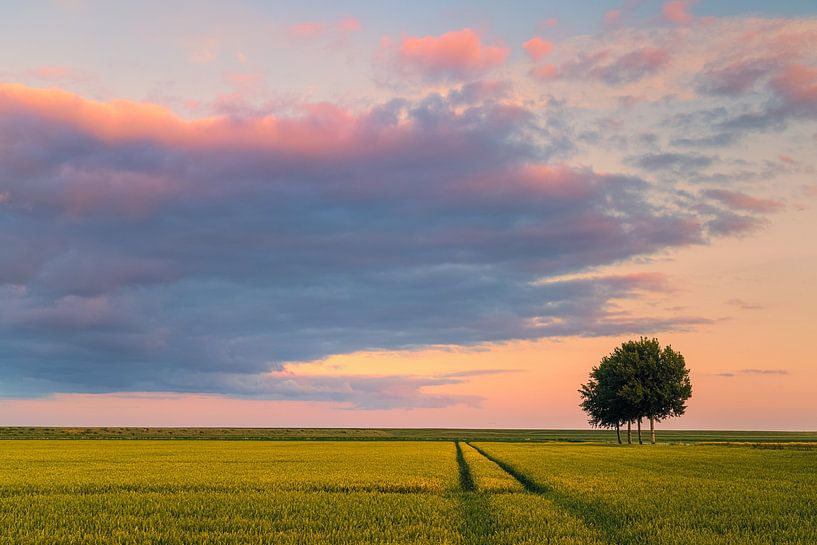 Summer evening in the Johannes Kerkhoven polder by Henk Meijer Photography
