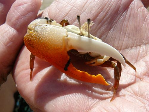 Indonesië: Krab