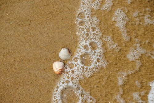Aangespoelde schelpen op het strand