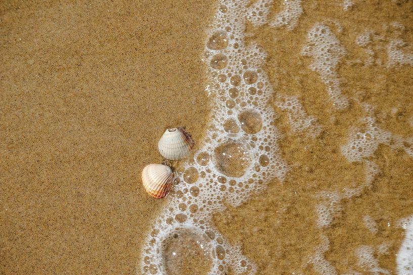 Angespülte Muscheln am Strand von Jan