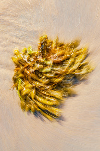 Strand Noordwijk. Zeewier