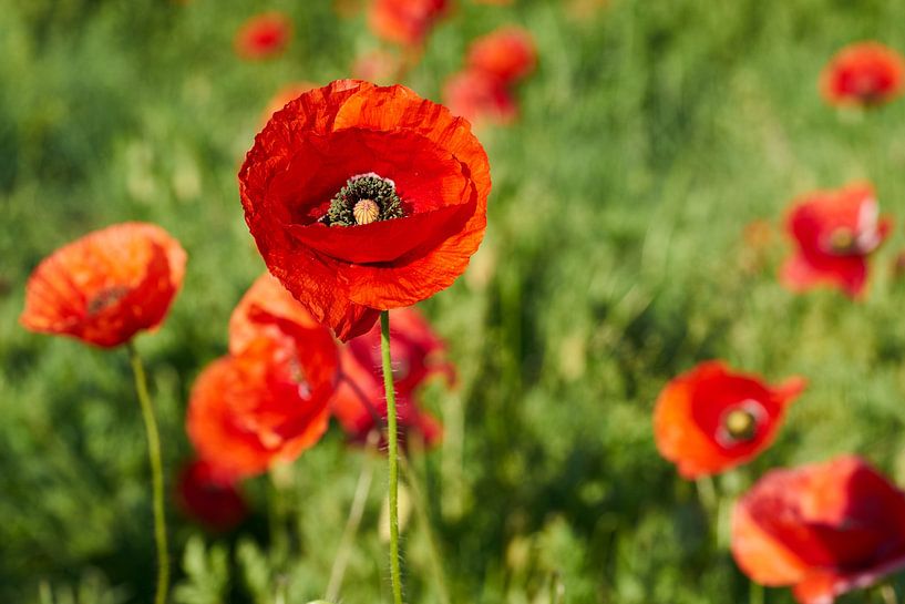 Rood bloeiende klaproos in een bloemenweide in de zomer van Heiko Kueverling