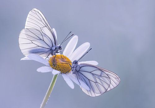Groot geaderde witjes op margriet