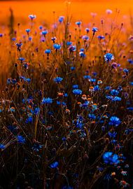 Blumen Schön von Truckpowerr