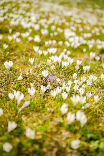 een weide met witte krokussen op de Hündle bij Oberstaufen