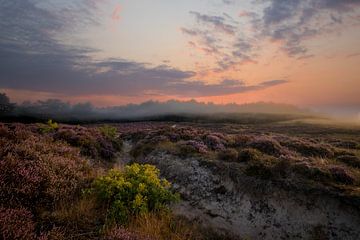 Groen bosje langs pad tussen de heide