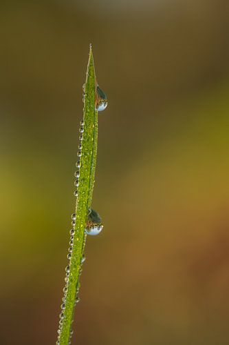 Waterdruppels op grasspriet