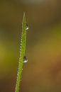 Water drops on blade of grass by Moetwil en van Dijk - Fotografie thumbnail
