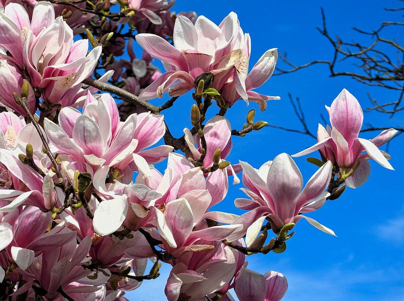 Üppige Magnolien wachsen wieder auf Bäumen von Anja Oosterwaal Fine Art Fotografie