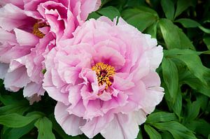 pivoine rose
