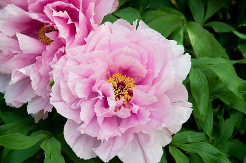 pivoine rose