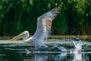 Pelikane im Donaudelta