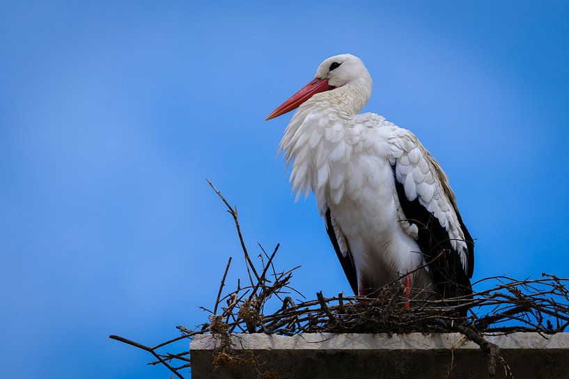 Stork in Faro. by Eddy Westdijk