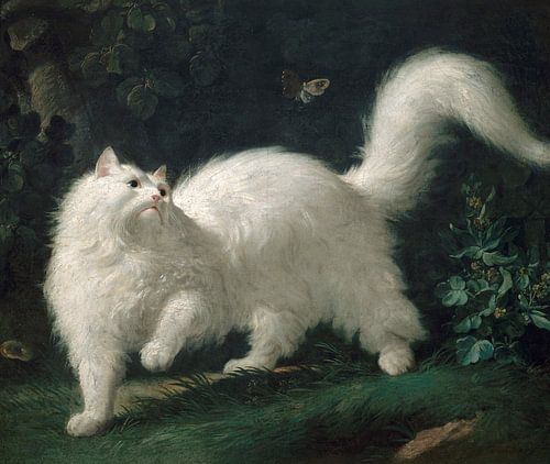 Jean-Jacques Bachelier~Witte Angora kat op jacht naar een Butterfly
