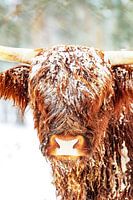 Scottish Highlander cattle in the snow during winter