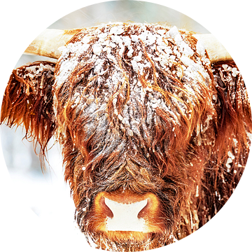 Schotse Hooglanders in de sneeuw tijdens de winter van Sjoerd van der Wal Fotografie