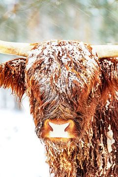 Schotse Hooglanders in de sneeuw tijdens de winter van Sjoerd van der Wal Fotografie