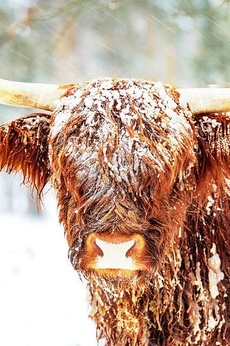 Scottish Highlander cattle in the snow during winter by Sjoerd van der Wal Photography