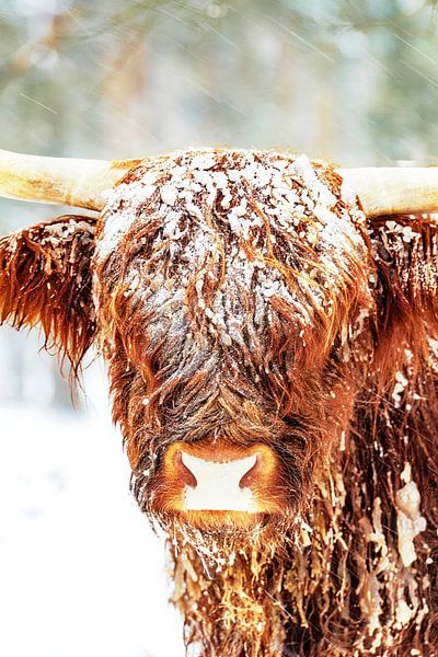 Scottish Highlander cattle in the snow during winter by Sjoerd van der Wal Photography