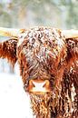Scottish Highlander cattle in the snow during winter by Sjoerd van der Wal Photography thumbnail