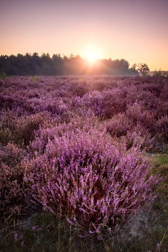 Bakkeveen-Heide bei Sonnenaufgang
