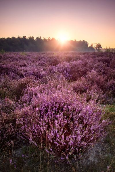 Bakkeveense Heide bij Zonsopkomst van Maria-Maaike Dijkstra