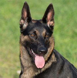 Deutscher Schäferhund von A. Oskam