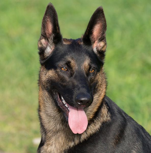 German Shepherd by A. Oskam