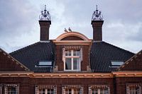 Stadse nijlganzen