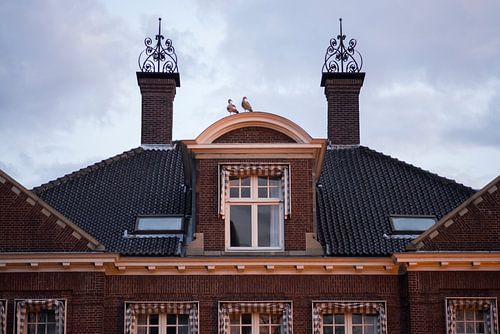 Hippopotames urbains