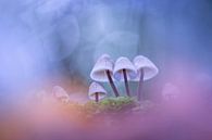 Pilze in den Wolken von Erik Veldkamp Miniaturansicht