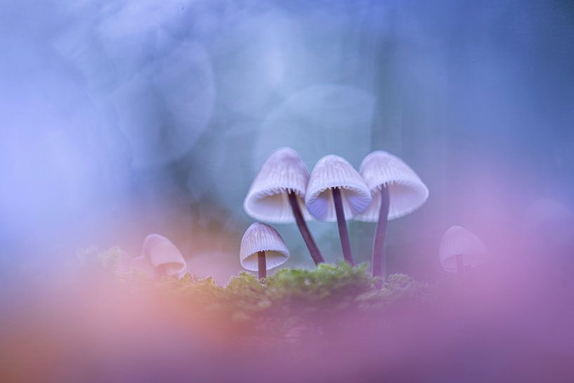 Pilze in den Wolken von Erik Veldkamp