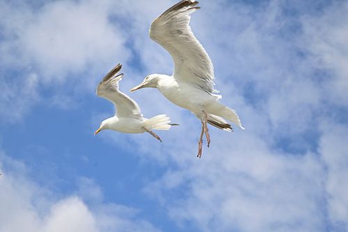 Les mouettes en vol sur 7Horses Photography