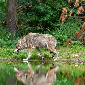 Wolf by the water by Tilo Grellmann