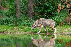 Wolf am Wasser