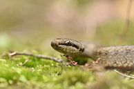 Gladde slang (Coronella austriaca) van Frank Heinen thumbnail