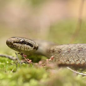 Smooth snake (Coronella austriaca) by Frank Heinen