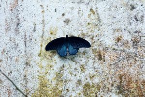 Blauer Schmetterling von Anne Koop