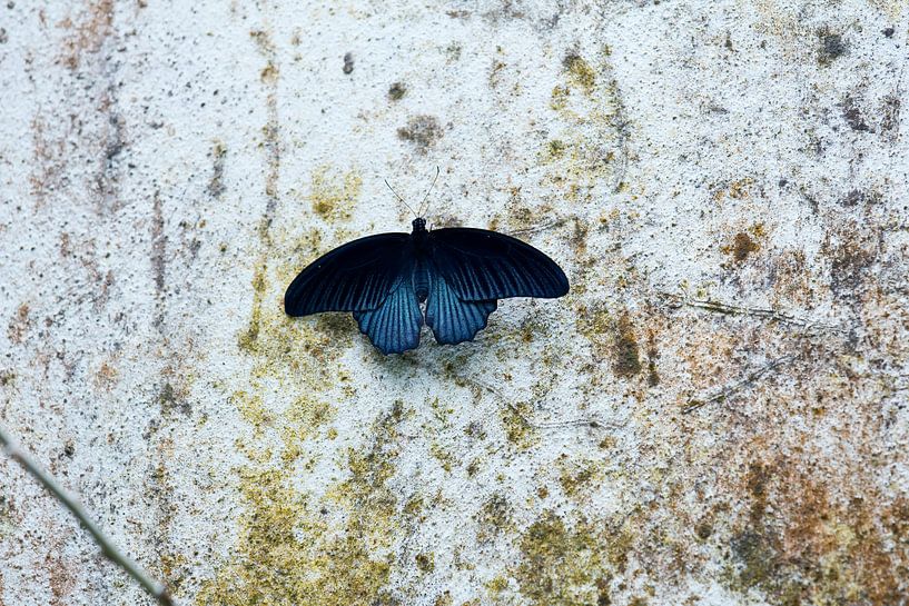 Blauer Schmetterling von Anne Koop