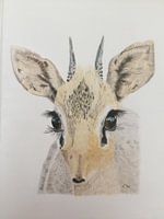 Kirk's Dikdik