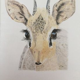 Kirk's Dikdik sur Ellen Winder