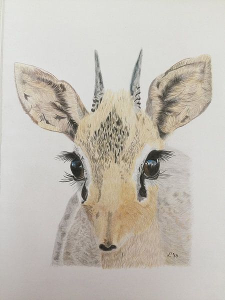 Kirk's Dikdik by Ellen Winder