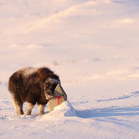 Musk ox calf  in winter in Dovrefjell-Sunndalsfjella National Park Norway von Frank Fichtmüller