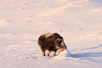 Bœuf musqué en hiver dans le parc national de Dovrefjell-Sunndalsfjella en Norvège
