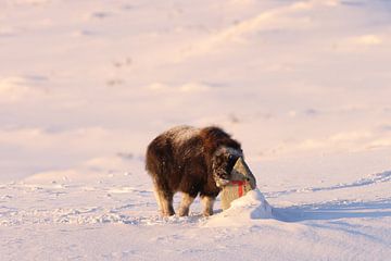 Muskusossenkalf in de winter in Dovrefjell-Sunndalsfjella Nationaal Park Noorwegen van Frank Fichtmüller