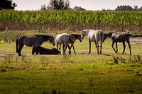 Wildpferde in der Kampina